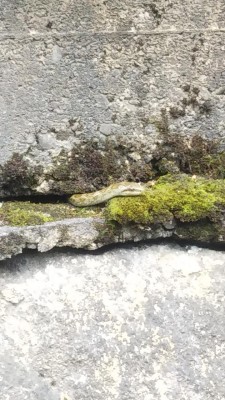 DSC_1587.JPG